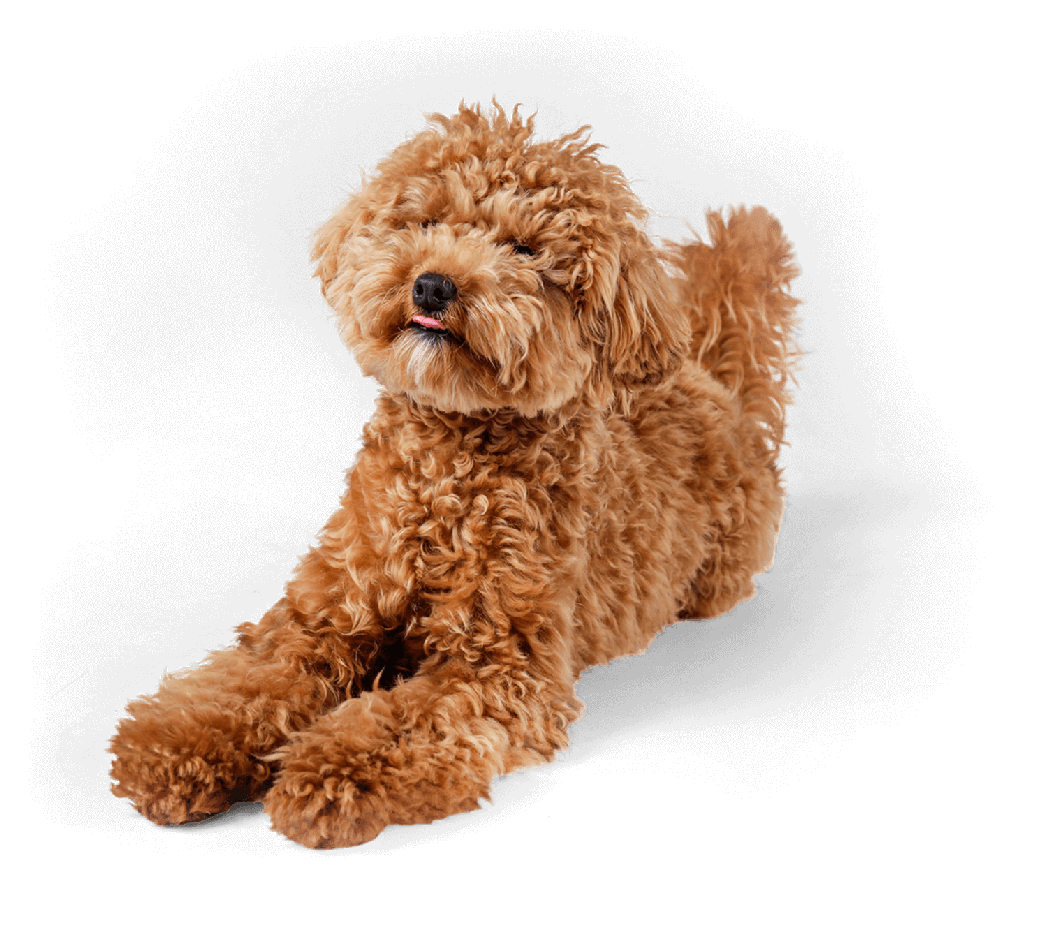 Sales proposal_dogcopy min